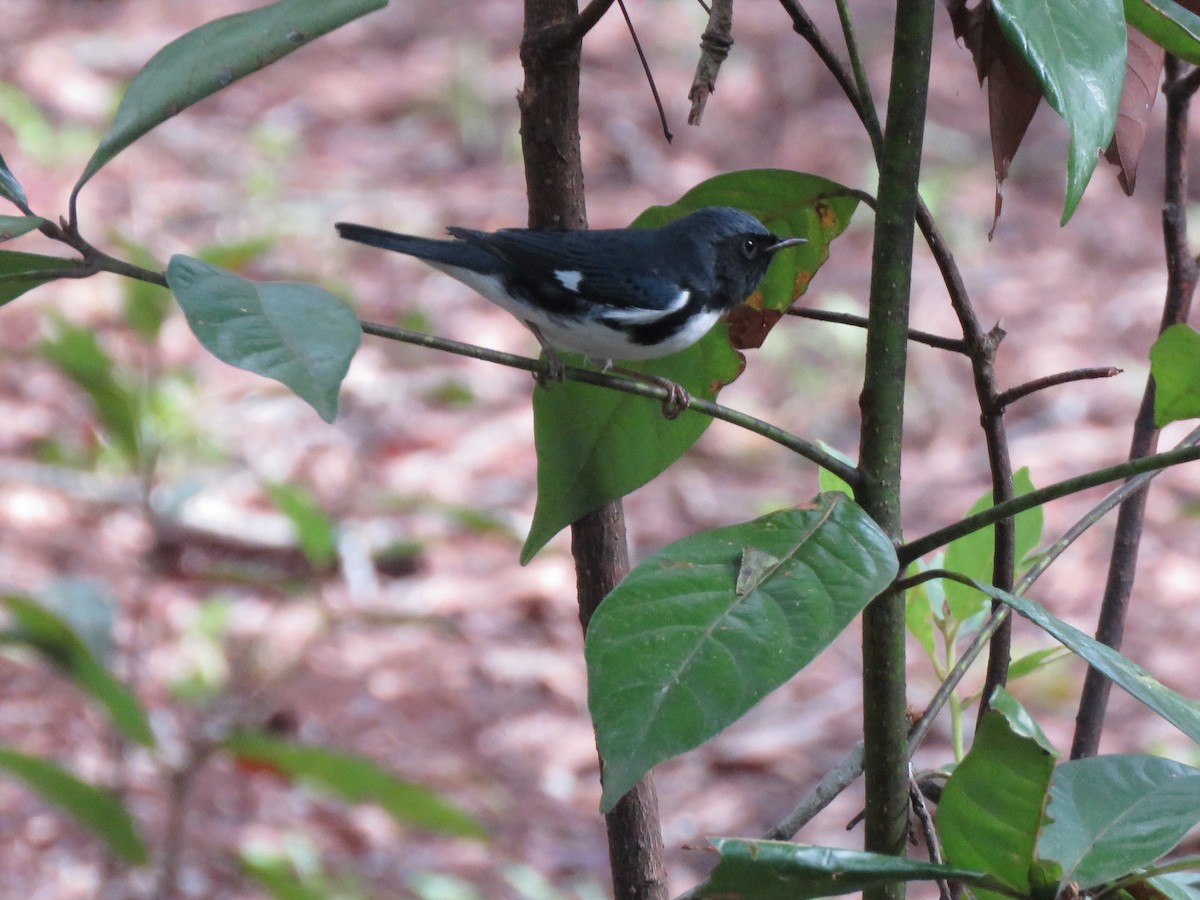 Black-throated Blue Warbler - David LaGrange