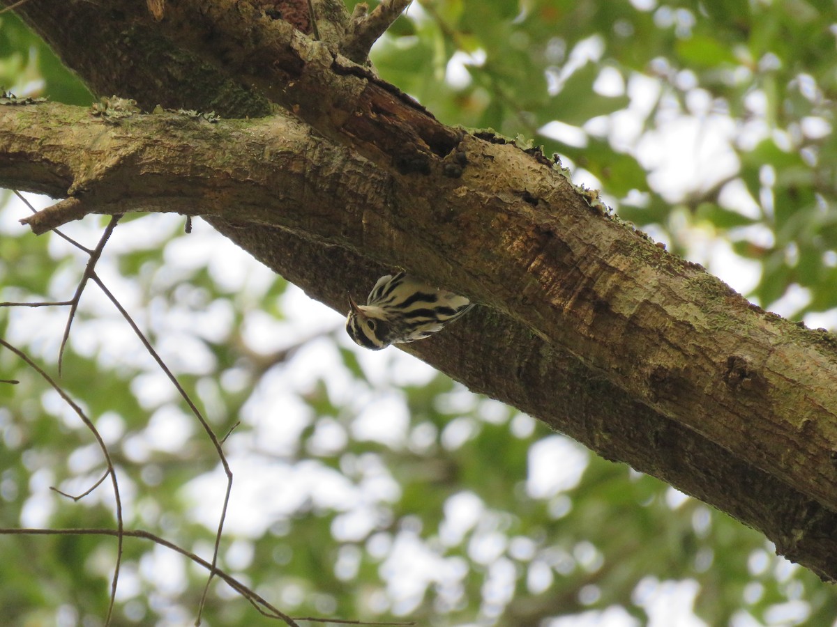 Black-and-white Warbler - ML118239121