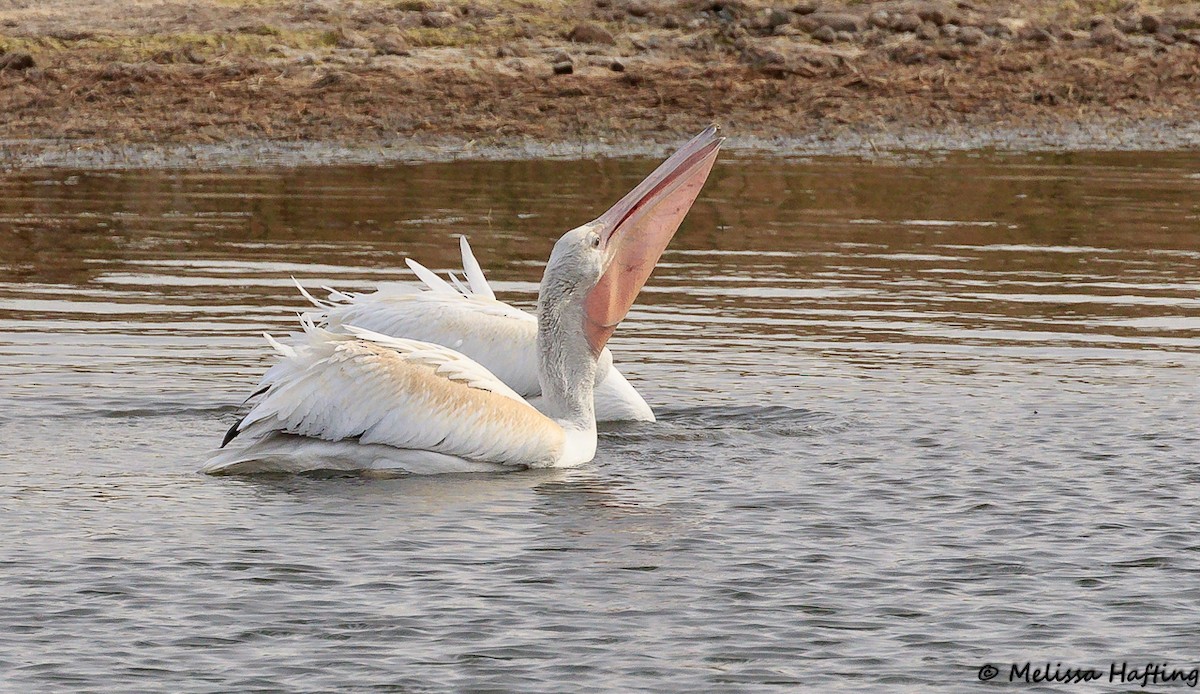 pelikán severoamerický - ML118239701