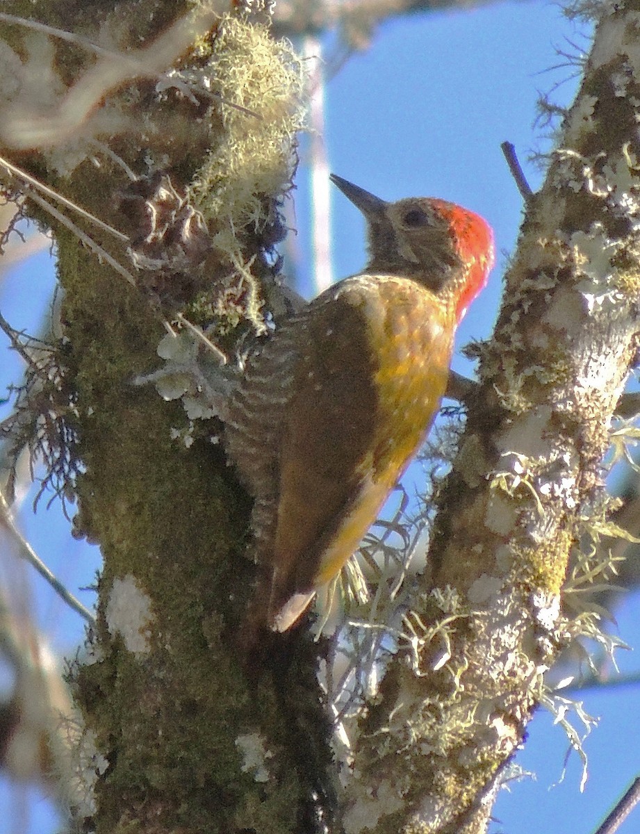 Dot-fronted Woodpecker - ML118242201