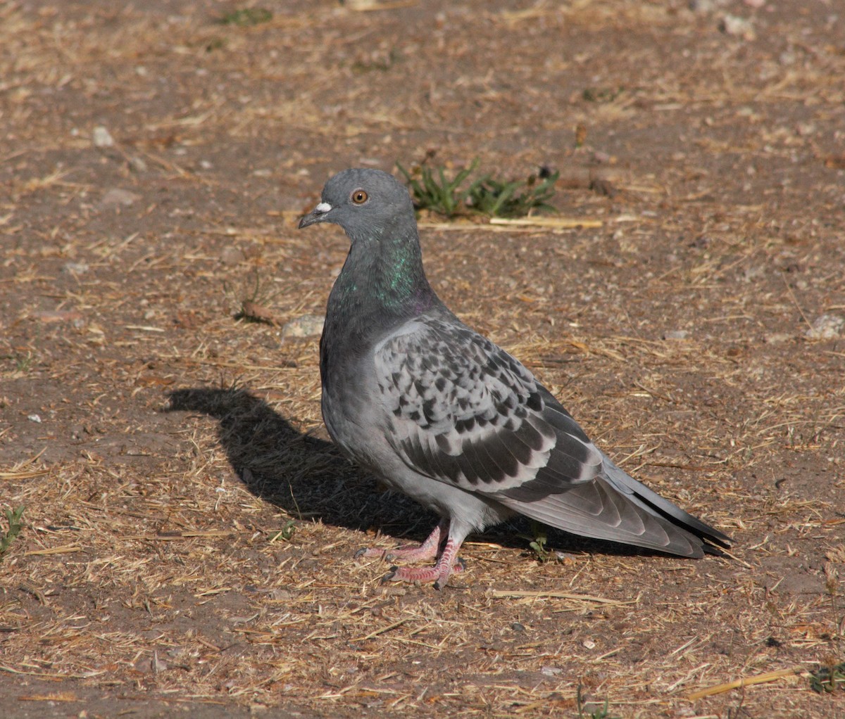 Rock Pigeon (Feral Pigeon) - ML118243561