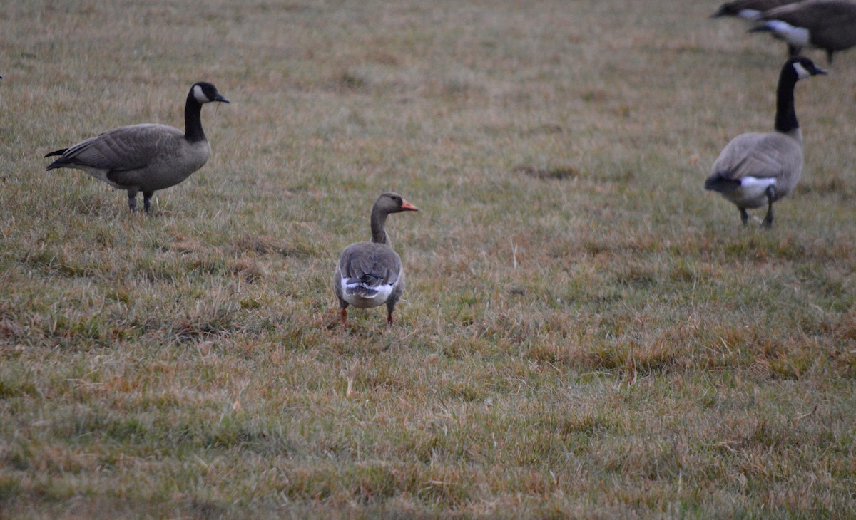 Greater White-fronted Goose - ML118245721