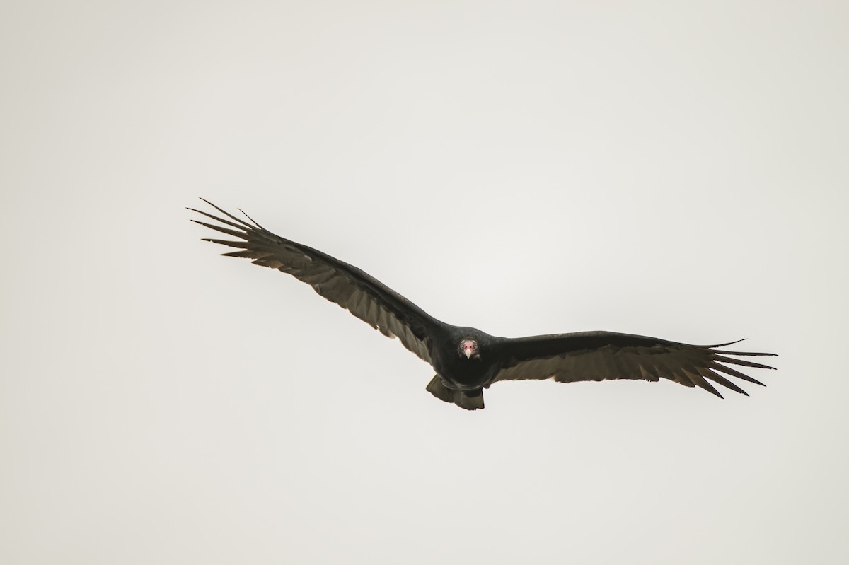 Turkey Vulture - ML118246171
