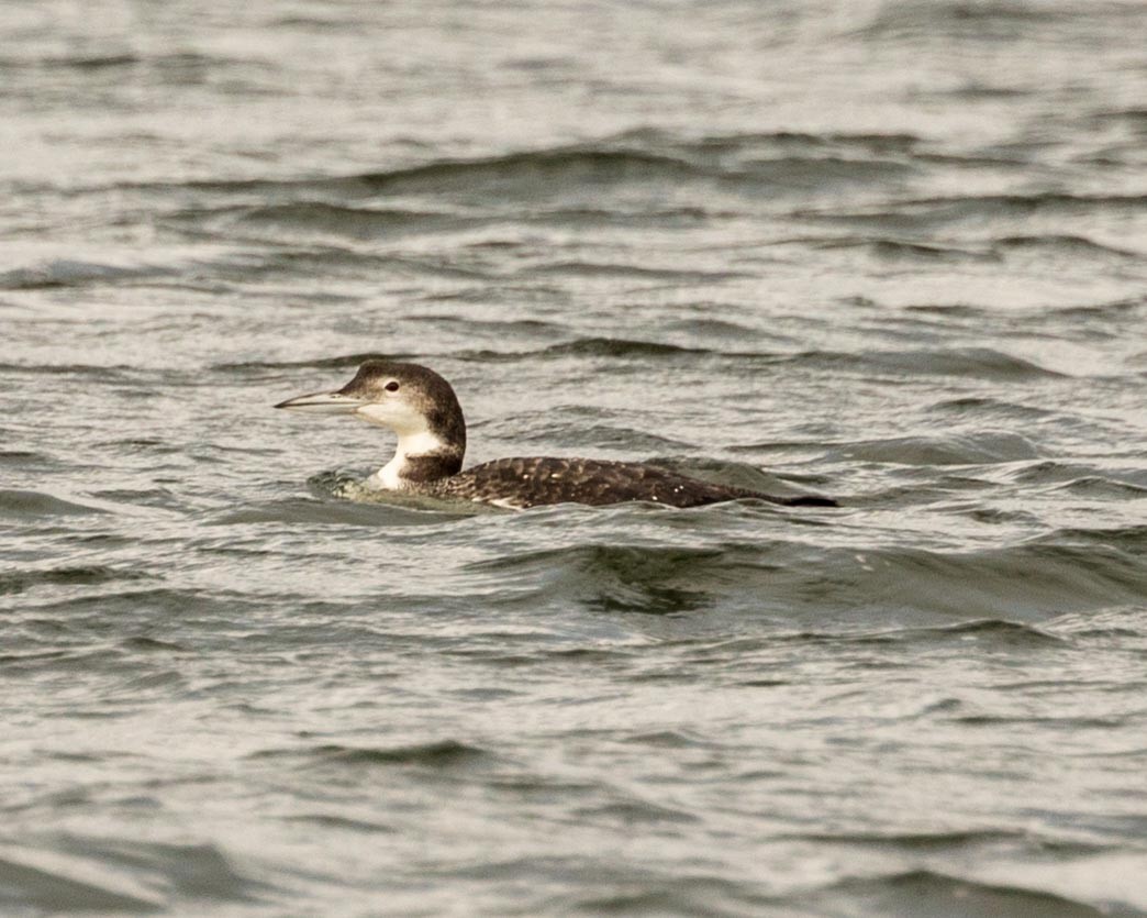 Common Loon - Michael Foster