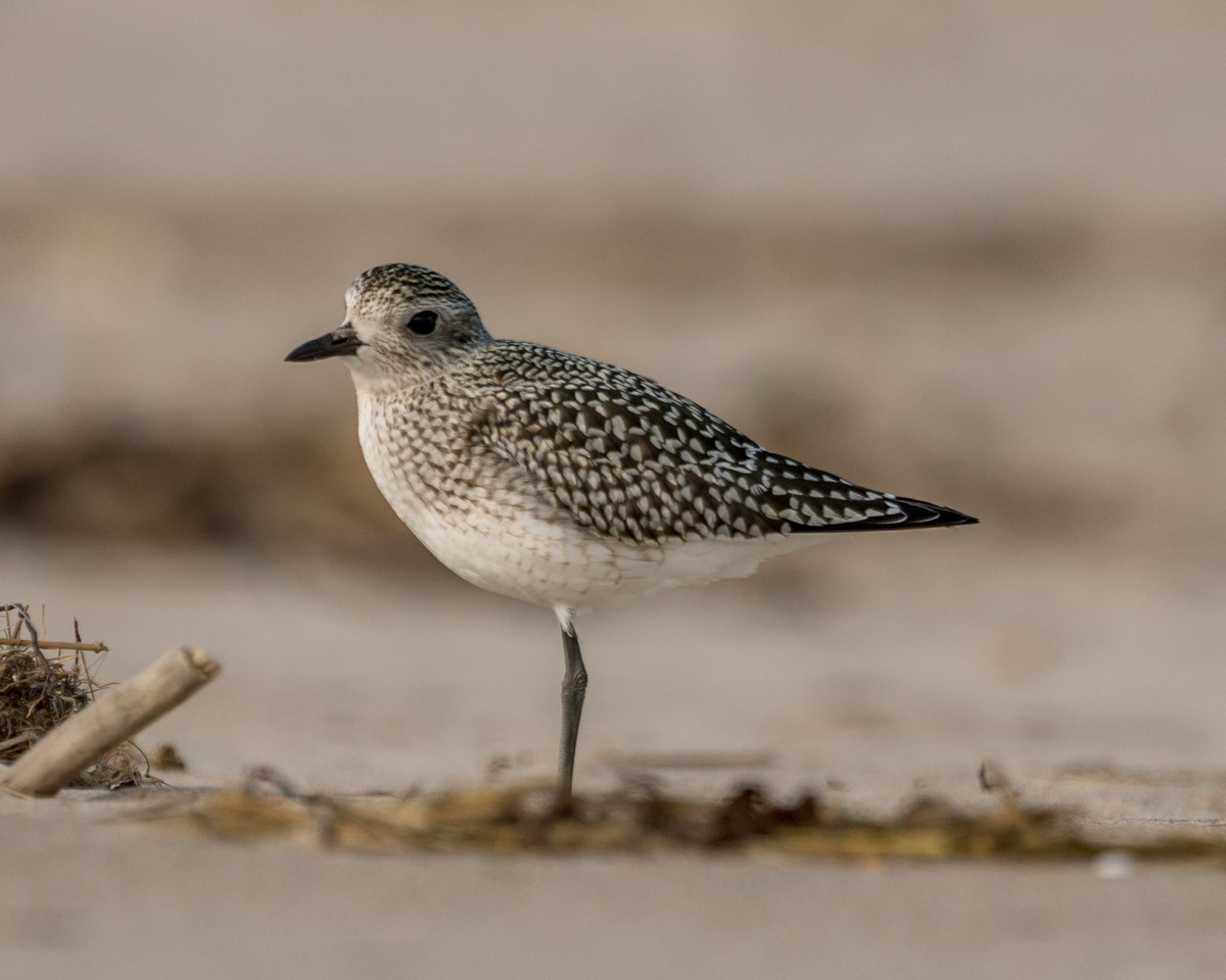 Black-bellied Plover - Michael Foster