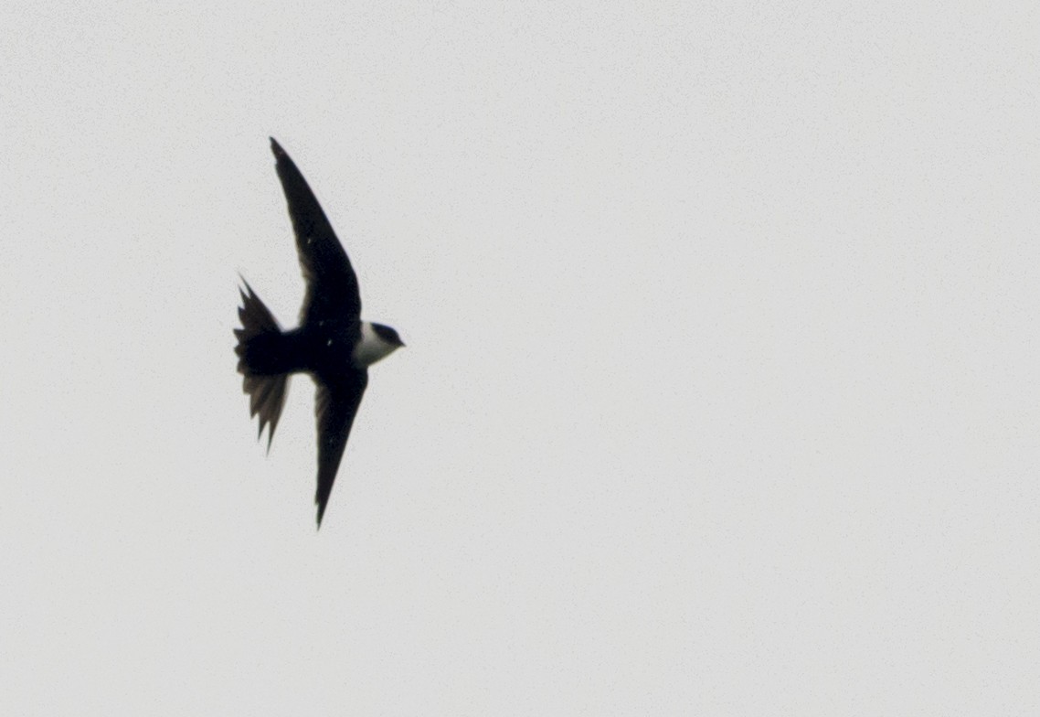 Lesser Swallow-tailed Swift - Cristian Eric  Miranda