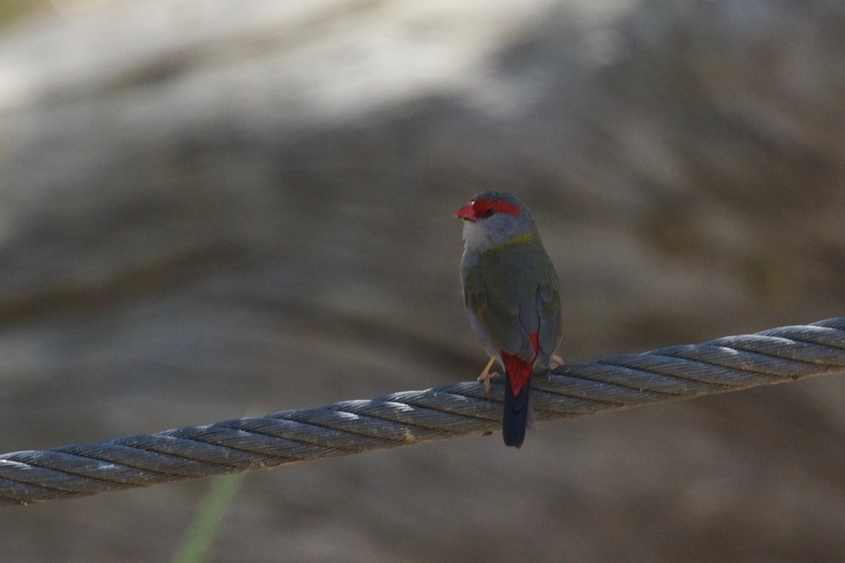 Red-browed Firetail - ML118250801