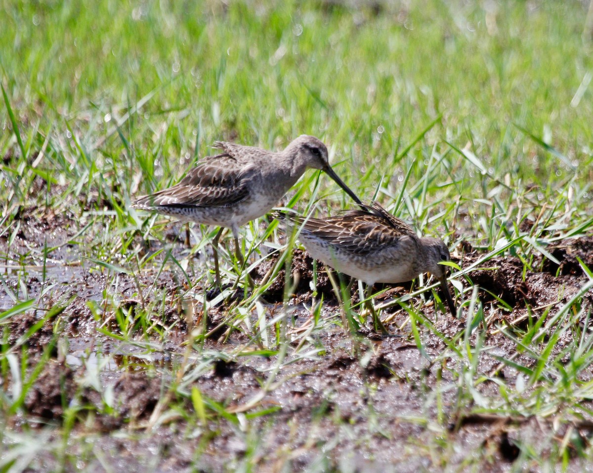 Long-billed Dowitcher - ML118250991