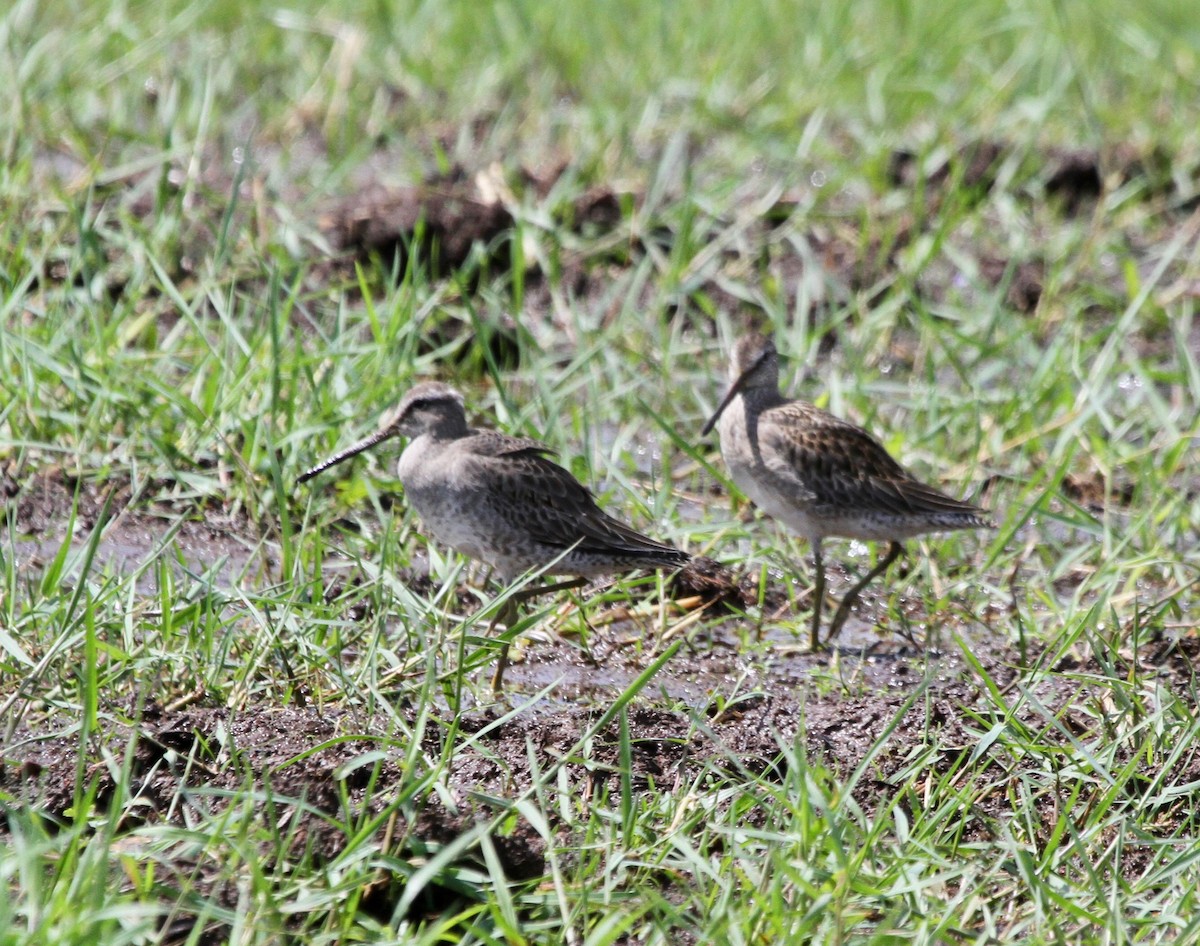 Long-billed Dowitcher - ML118251031