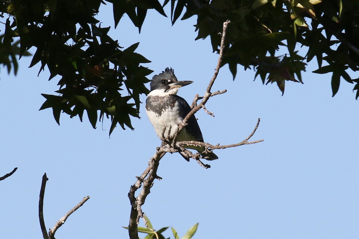 Belted Kingfisher - Tom Fangrow