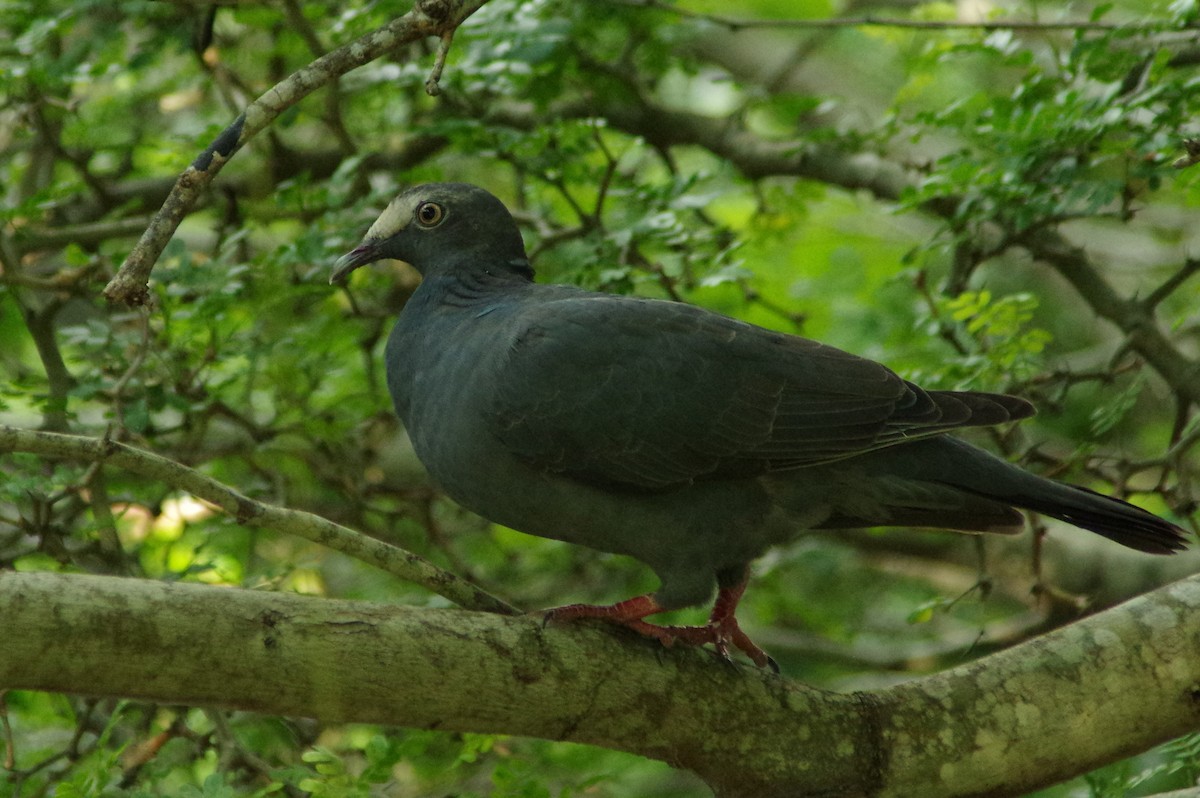 White-crowned Pigeon - ML118252931