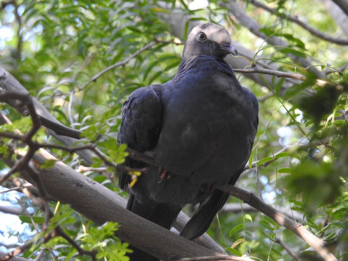 White-crowned Pigeon - ML118253561