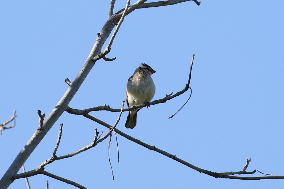 Pin-tailed Whydah - ML118254351