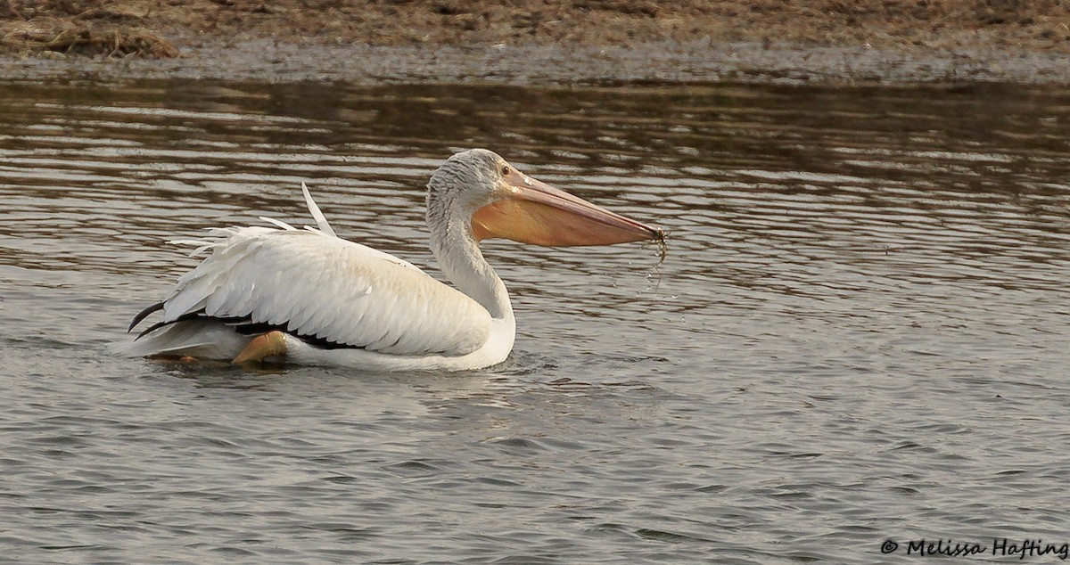 pelikán severoamerický - ML118254461