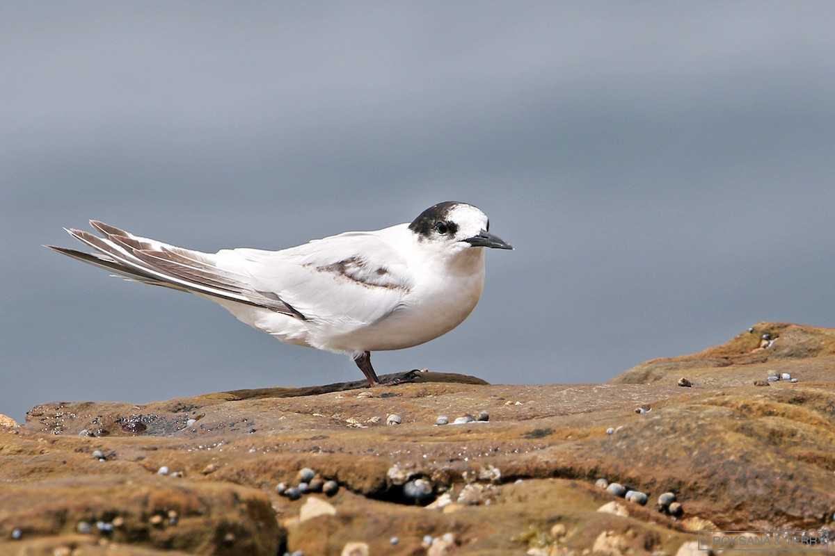 White-fronted Tern - ML118255871