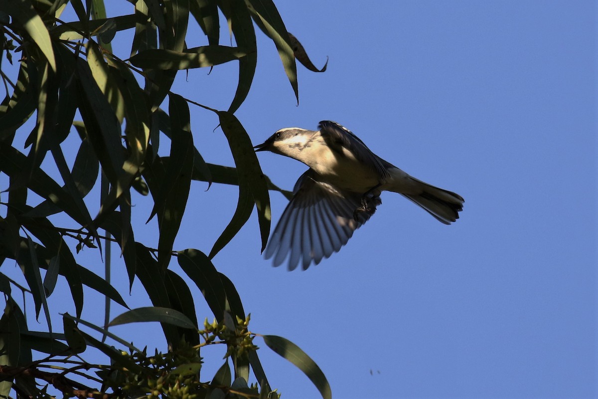 Black-throated Gray Warbler - ML118255881