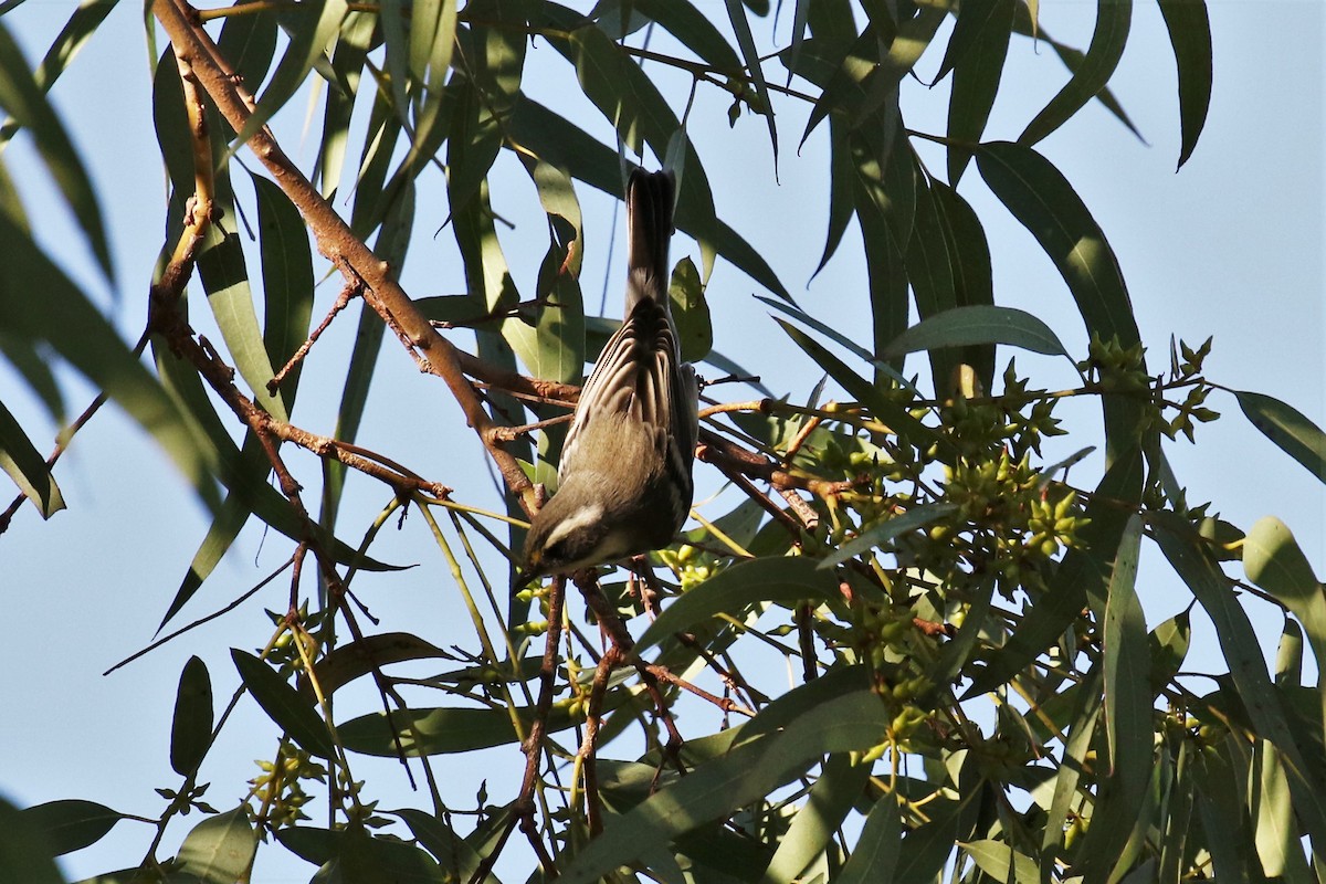 Black-throated Gray Warbler - Tom Fangrow
