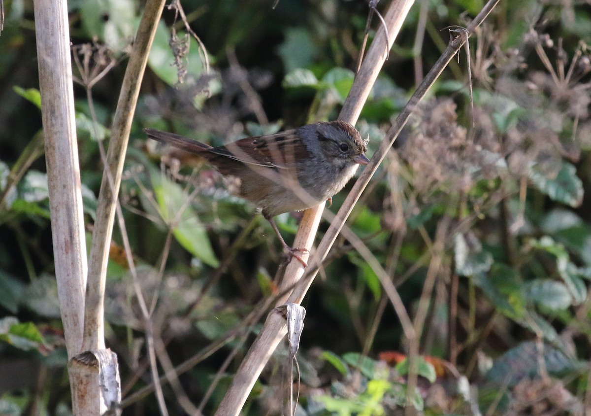 Swamp Sparrow - Pair of Wing-Nuts