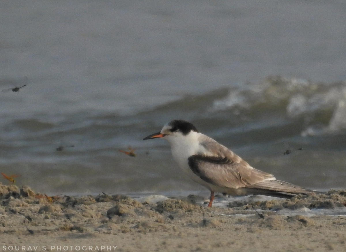 Common Tern - Sourav Halder