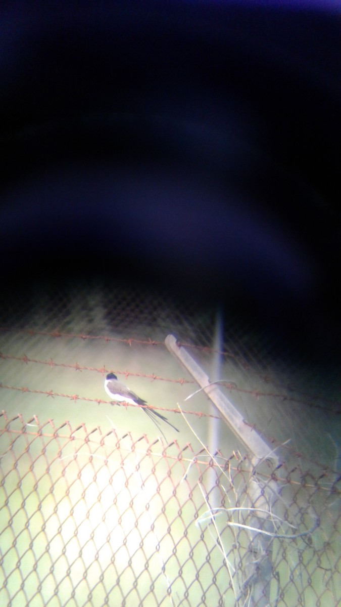 Fork-tailed Flycatcher - ML118262791