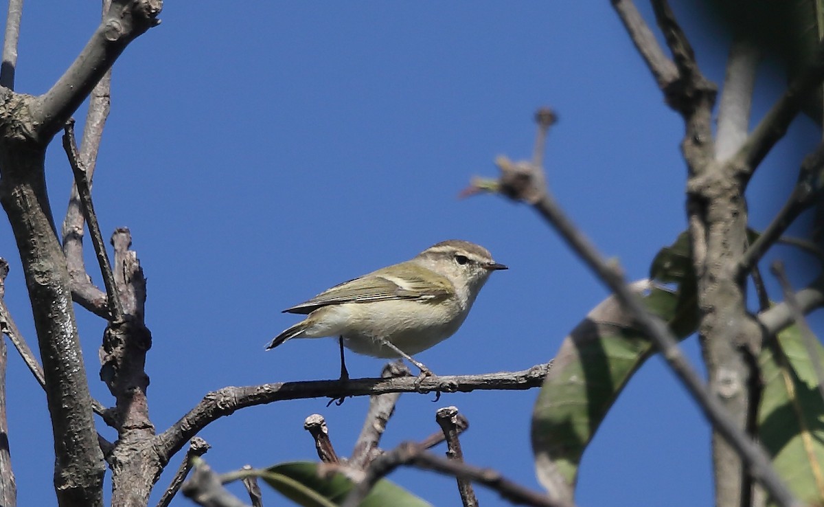 Hume's Warbler - ML118262961