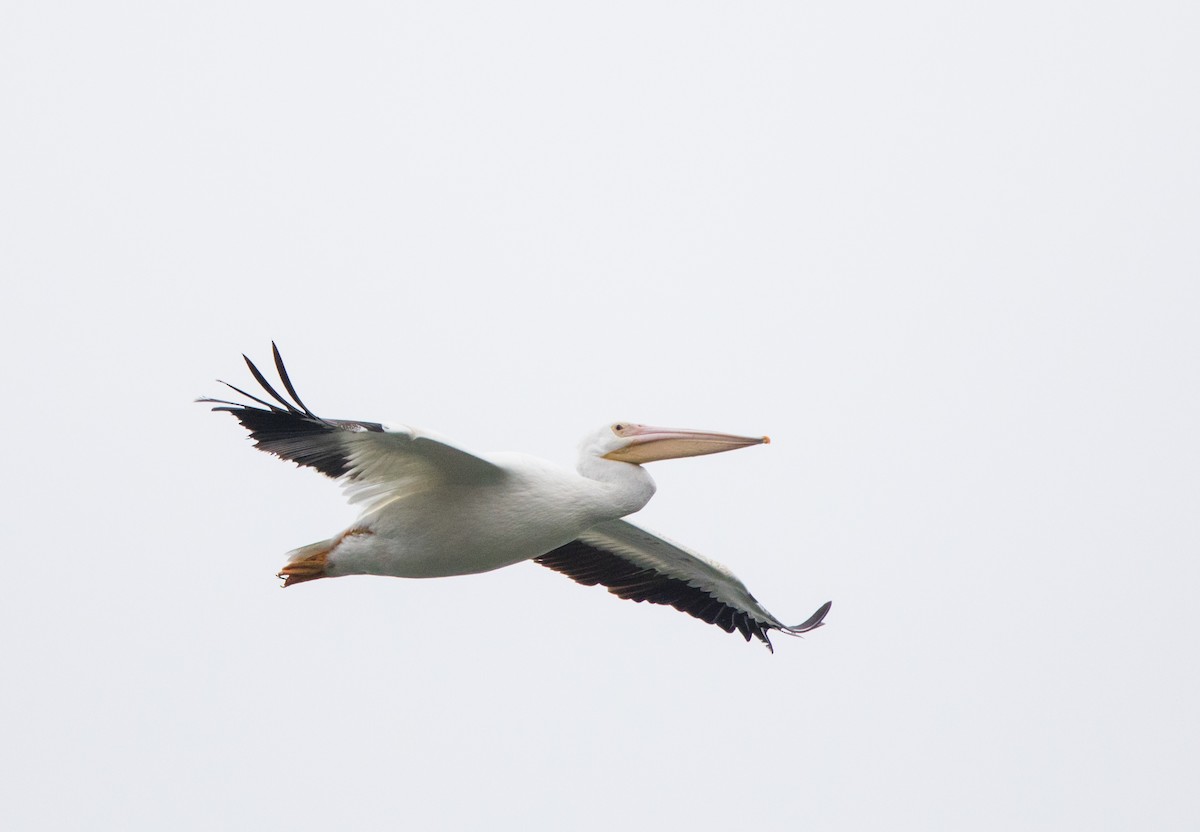 American White Pelican - Rhys Marsh