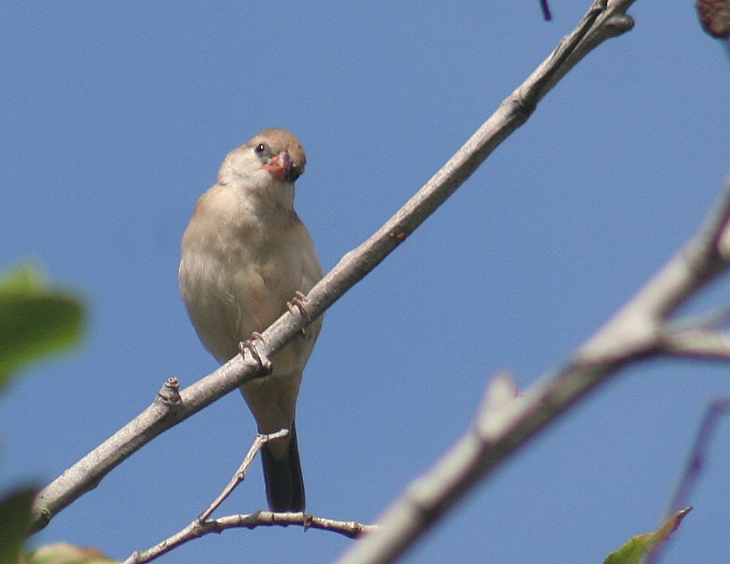 Pin-tailed Whydah - ML118264901