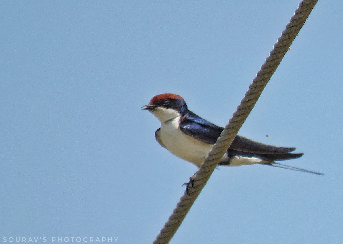 Wire-tailed Swallow - Sourav Halder