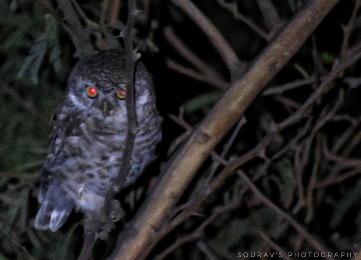 Spotted Owlet - Sourav Halder
