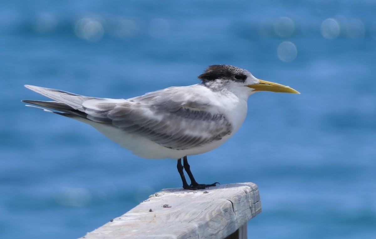 Great Crested Tern - Jim Kirker