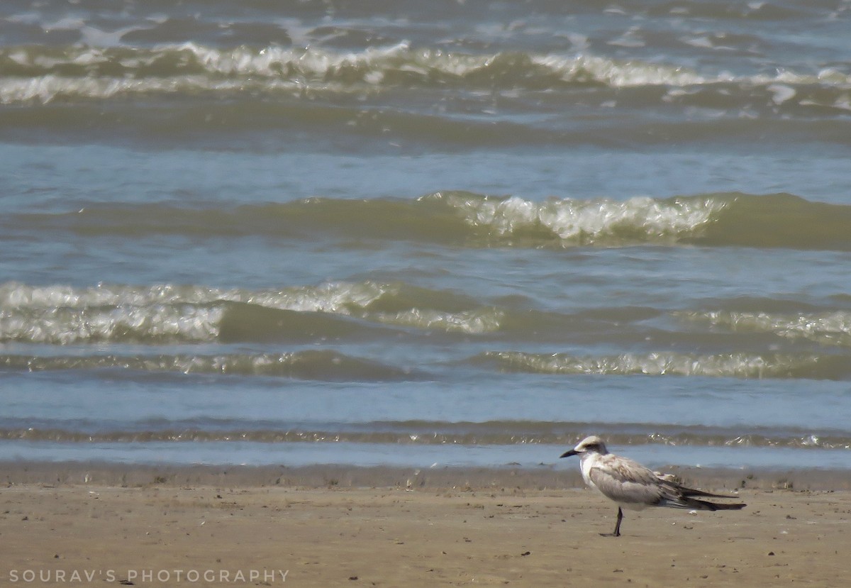 Gull-billed Tern - Sourav Halder