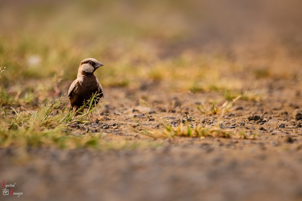 Ashy-crowned Sparrow-Lark - Indranil Bhattacharjee