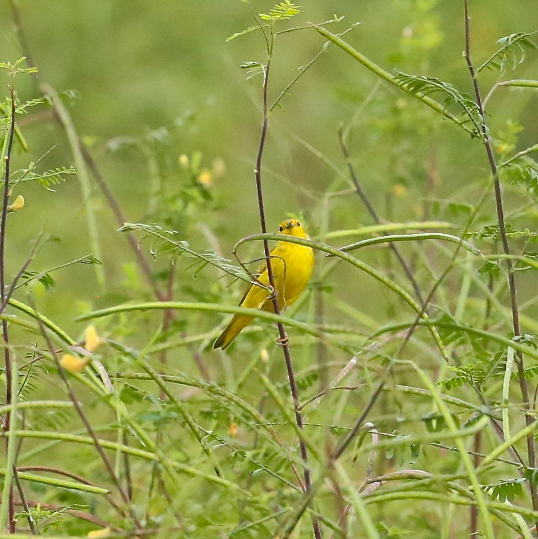 Yellow Warbler - Charles Lyon