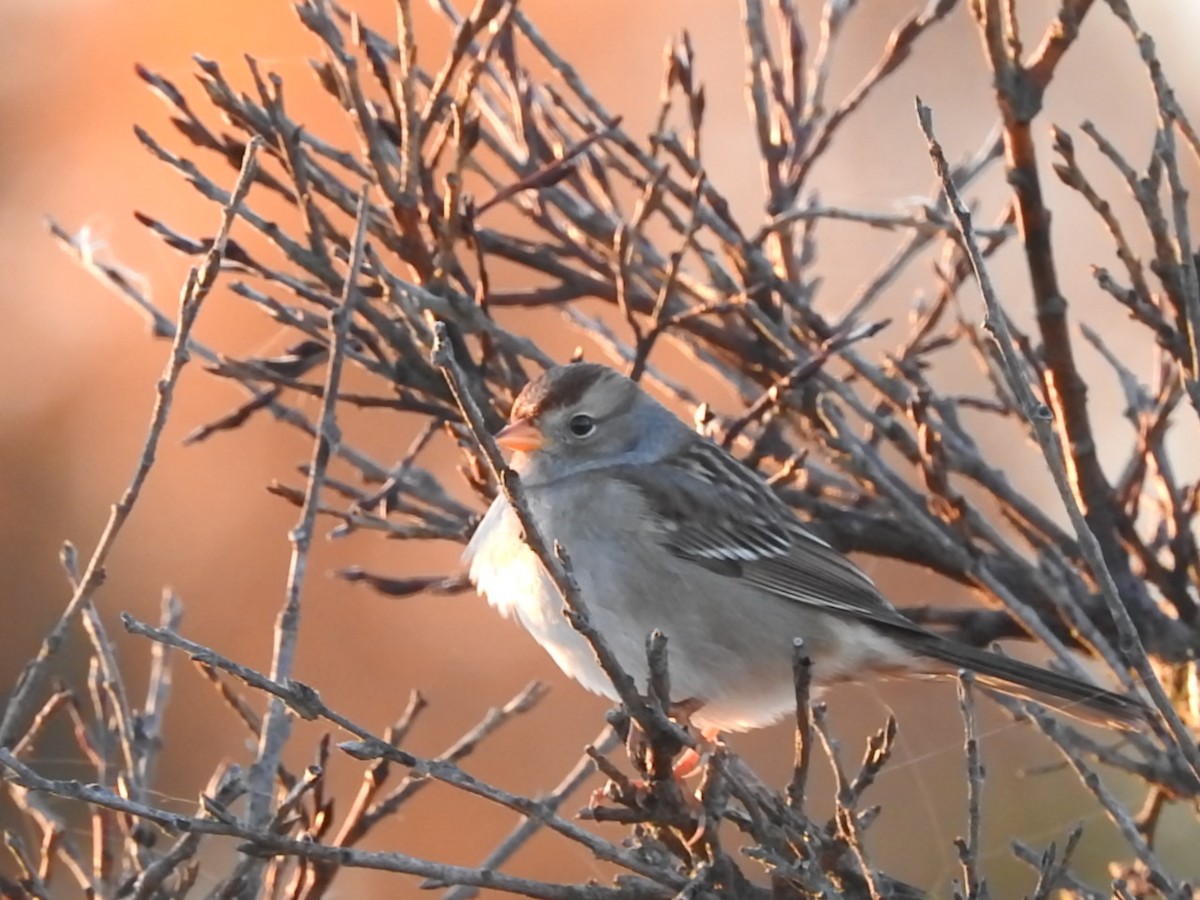 White-crowned Sparrow - Laura Burke