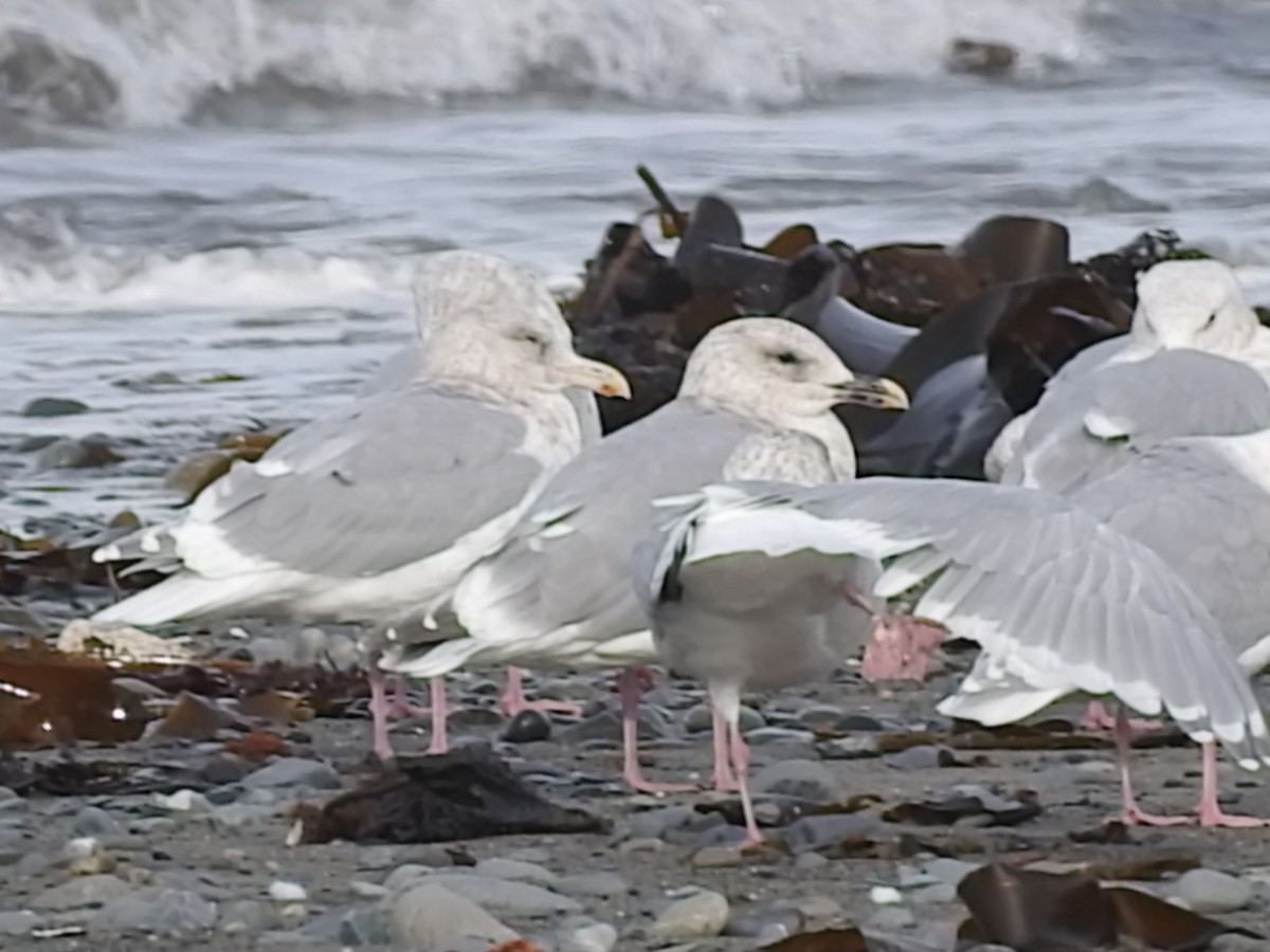 Herring x Glaucous-winged Gull (hybrid) - Laura Burke
