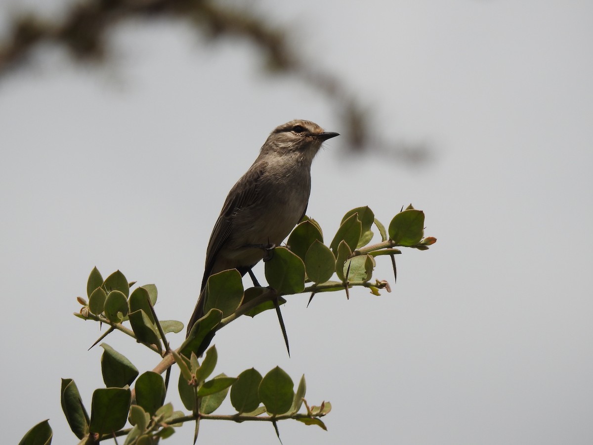 African Gray Flycatcher (African Gray) - Monte Neate-Clegg