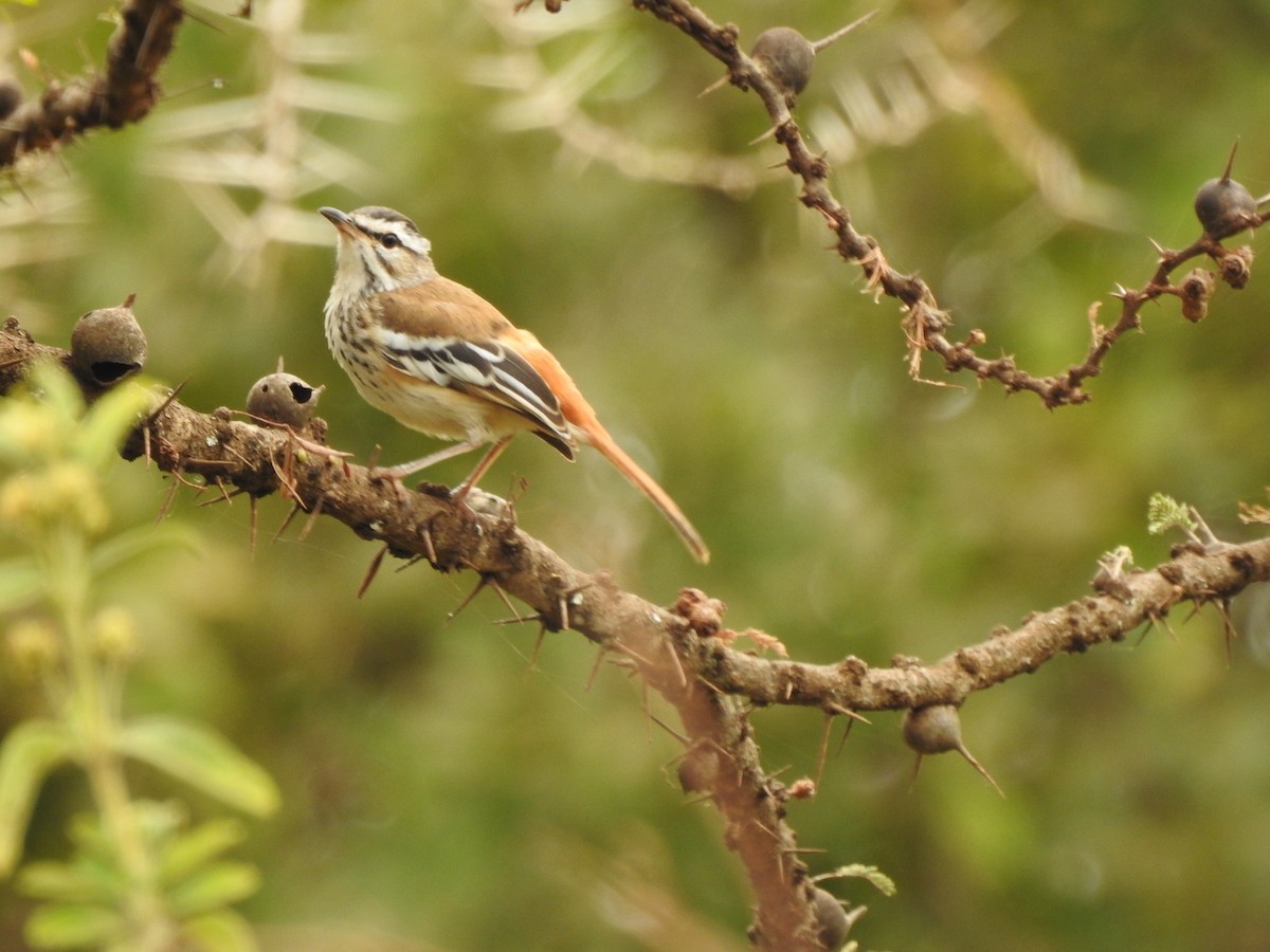 Red-backed Scrub-Robin (Red-backed) - ML118269541