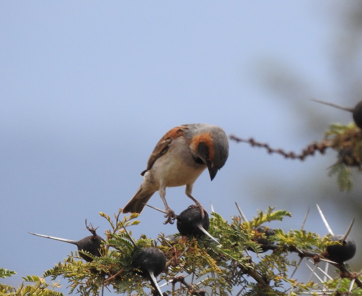 Kenya Rufous Sparrow - ML118269581