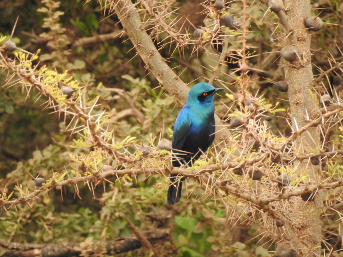 Greater Blue-eared Starling - ML118269591