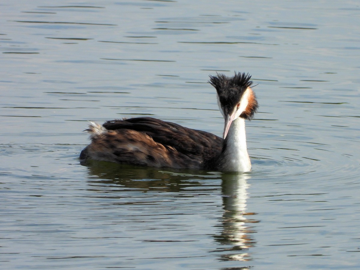 Great Crested Grebe - ML118271811