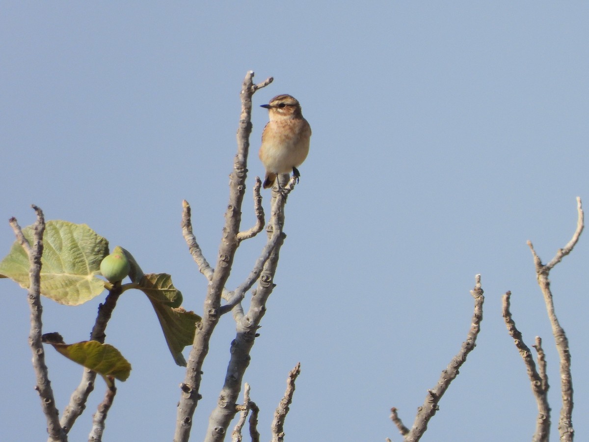 Whinchat - ML118272461