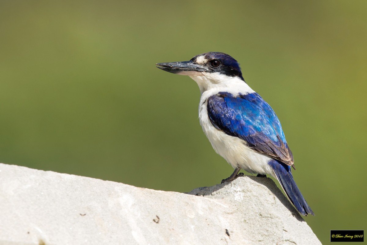 Forest Kingfisher - ML118273791