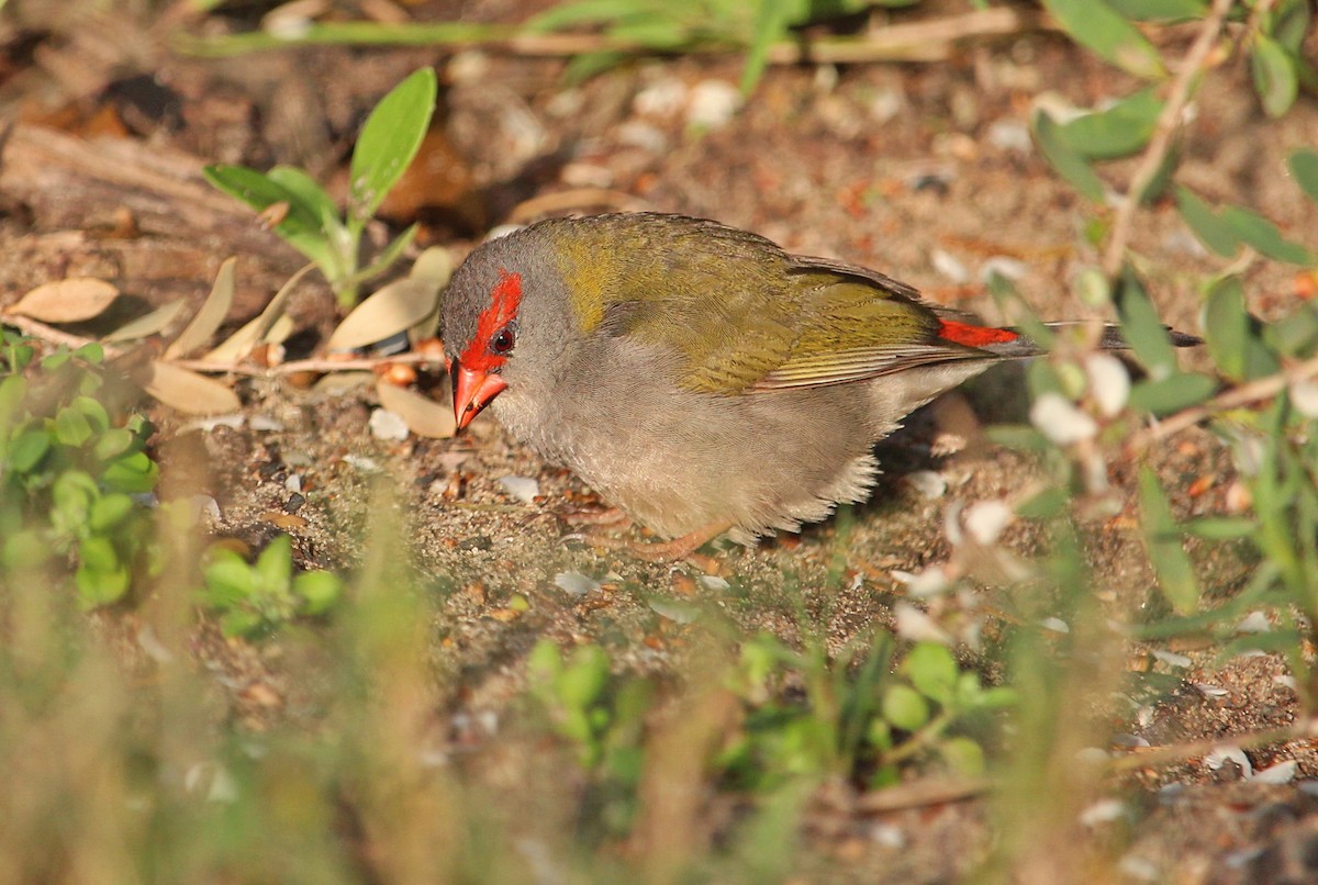 Red-browed Firetail - ML118276891