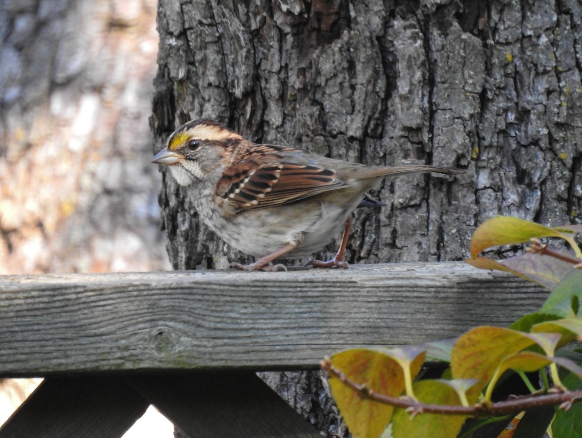 White-throated Sparrow - ML118277041