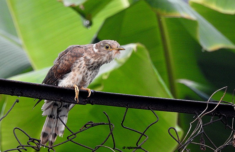 Common Hawk-Cuckoo - Rajaneesh  Ghadi