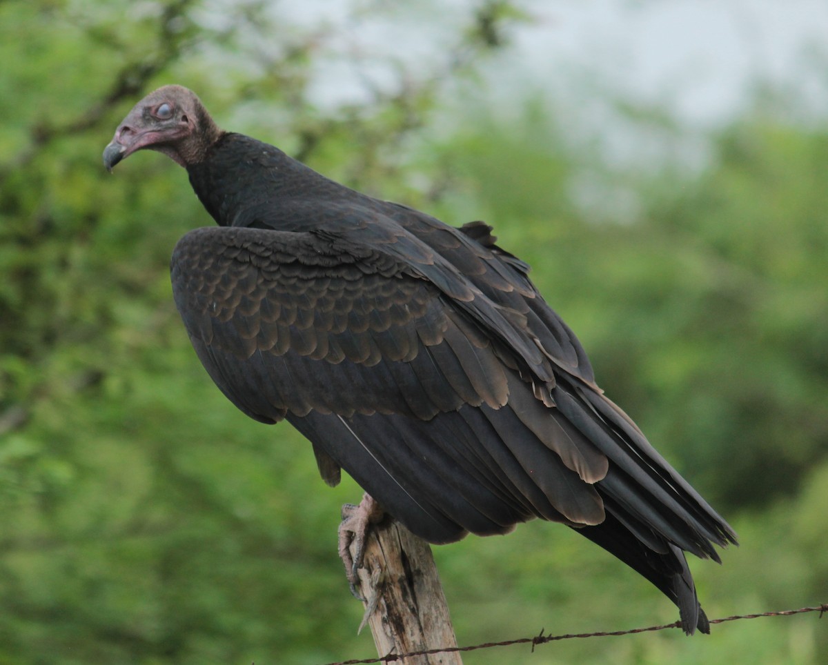 Turkey Vulture - Daniel Germer