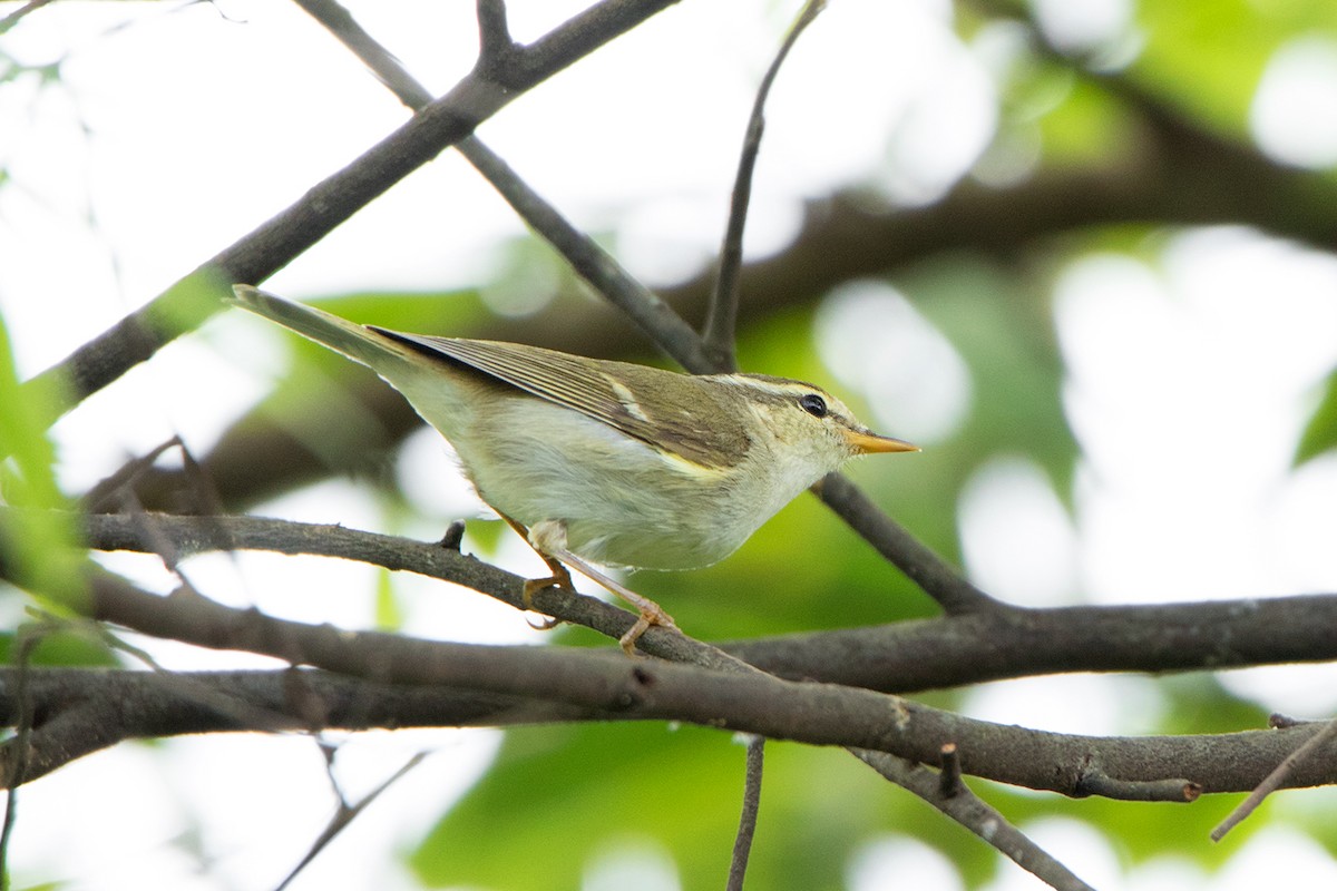 Two-barred Warbler - ML118282781