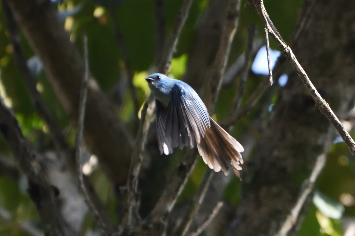 African Blue Flycatcher - Richard Guillet