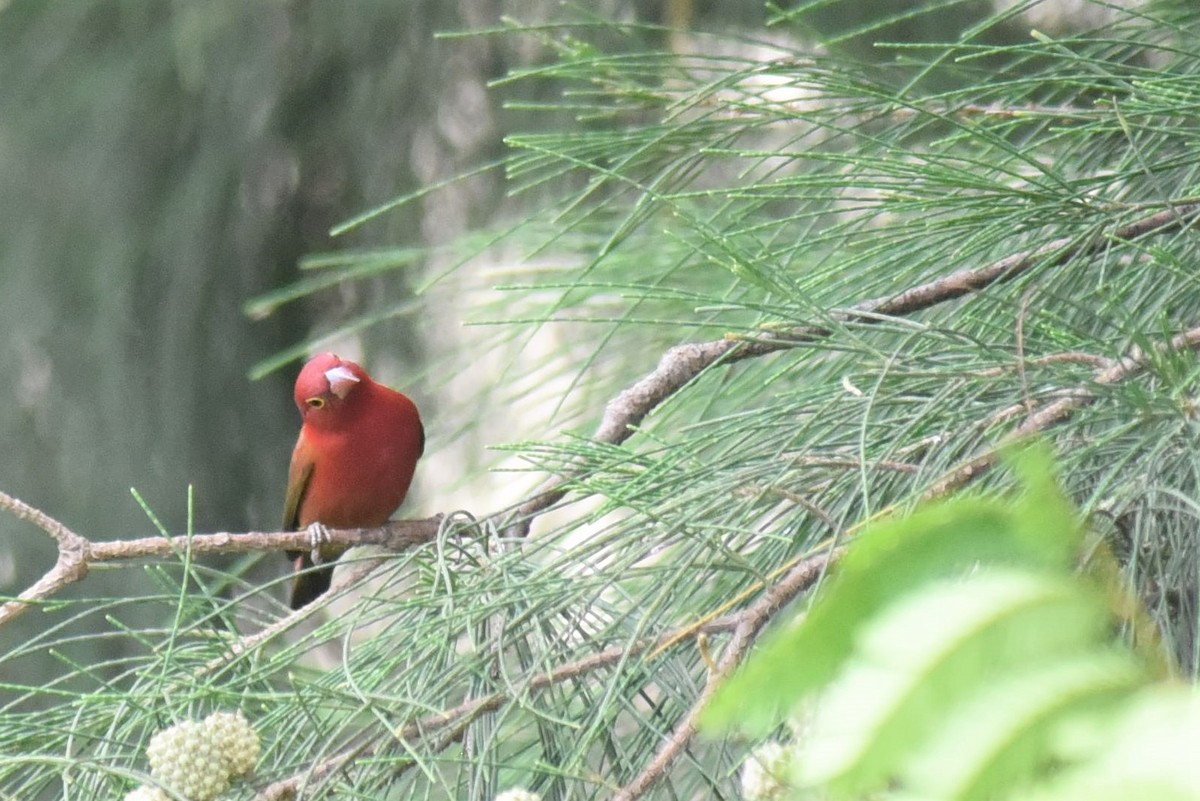 Red-billed Firefinch - Bruce Mast