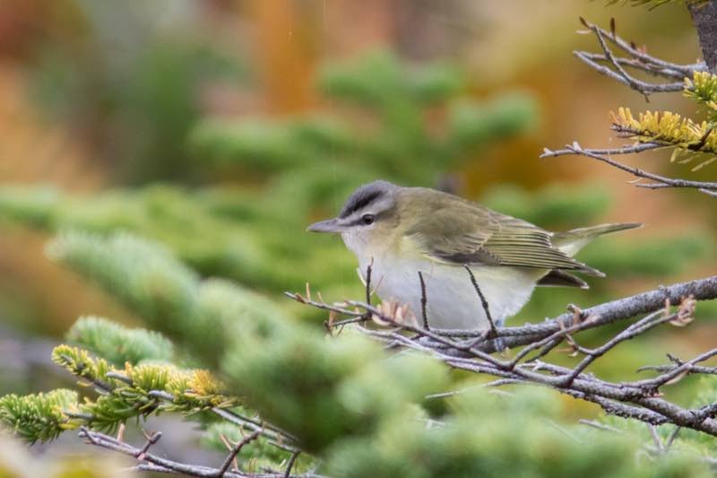 Red-eyed Vireo - Detcheverry Joël